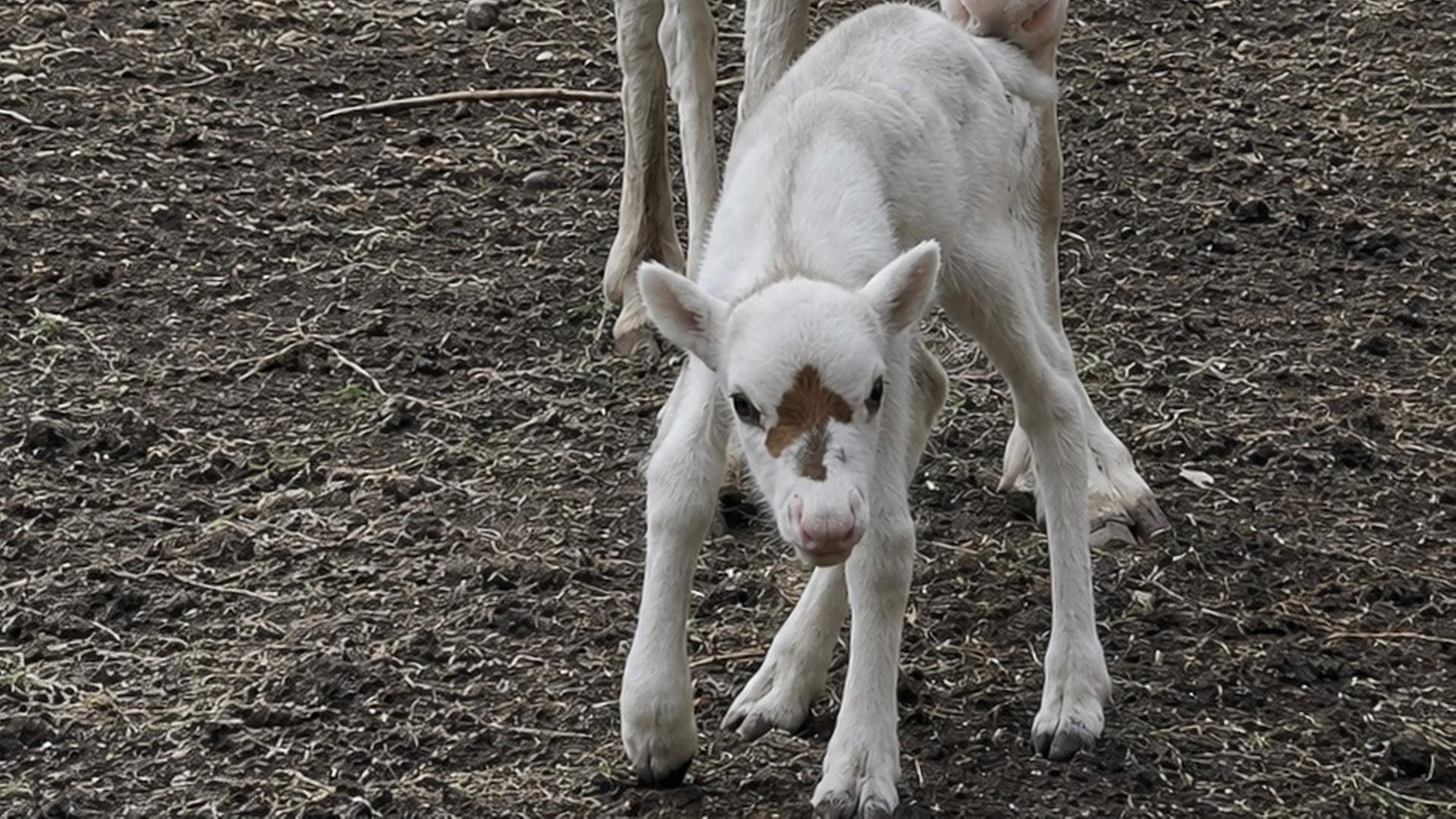 Rentier-Jungtier mit seiner Mutter im Wildpark in Müden (Örtze) | Wildpark Müden