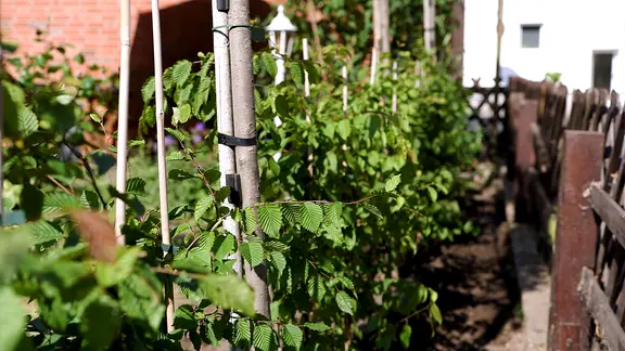Hecke pflanzen: Darauf kommt es an | ndr.de