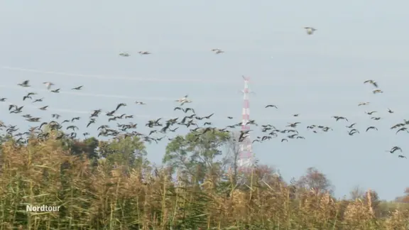 Ein Vogelschwarm fliegt am Himmel.  | Screenshot Ein Vogelschwarm fliegt am Himmel.