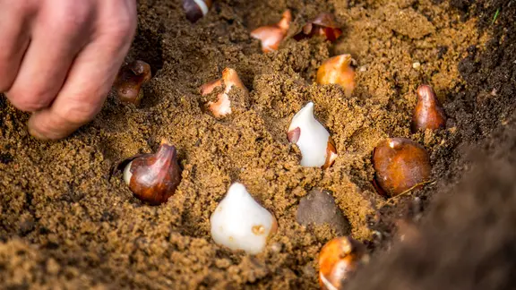 Blumenzwiebeln werden in die Erde gesetzt.
