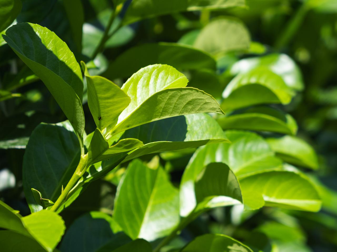 philodendron melanochrysum light Philodendron melanochrysum – Carnivero main image 0