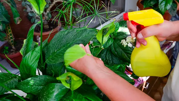 Regelmäßiges Besprühen hilft den Zimmerpflanzen, mit der trockenen Luft besser zurechtzukommen. | fotolia, okrasyuk Frau besprüht Pflanzenblätter mit Wasser.