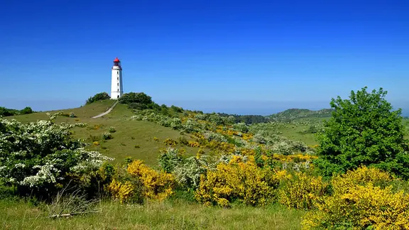 Blühender Ginster vor dem Leuchtturm Dornbusch auf Hiddensee.