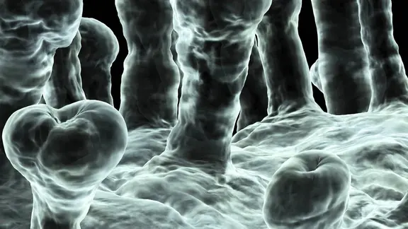 Mikroskopische Aufnahme eines Virus.