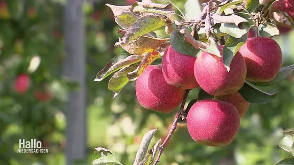 Sechs rote Äpfel an einem Baum.