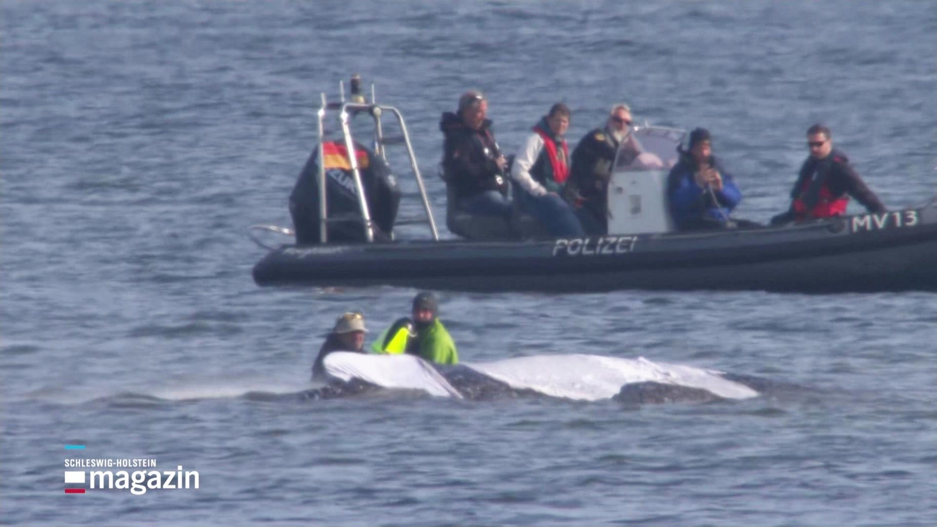 Menschen auf einem Boot und im Wasser neben einem Wal. | Screenshot