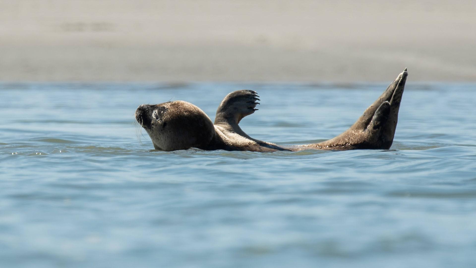 Geburtensaison der Seehunde: Heuler-Funde – das sollten Sie wissen