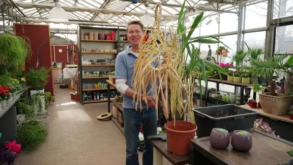 Vertrocknete Blätter einer Yucca: Ein radikaler Schnitt hilft beim Verjüngen. | NDR/Udo Tanske Gärtner Peter Rasch hält eine alte Yuccapalme mit vielen gelben Blättern in den Händen