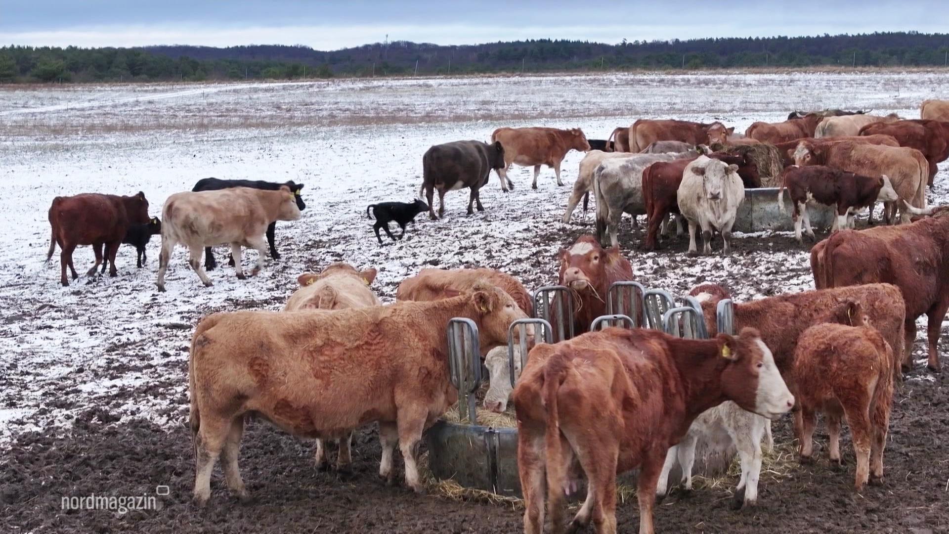 Sophienhof: Kann das Waisen-Kalb gerettet werden?