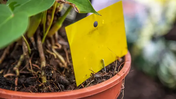 Eine Gelbfalle steckt im Blumentopf | NDR, Udo Tanske Eine Gelbfalle steckt im Blumentopf