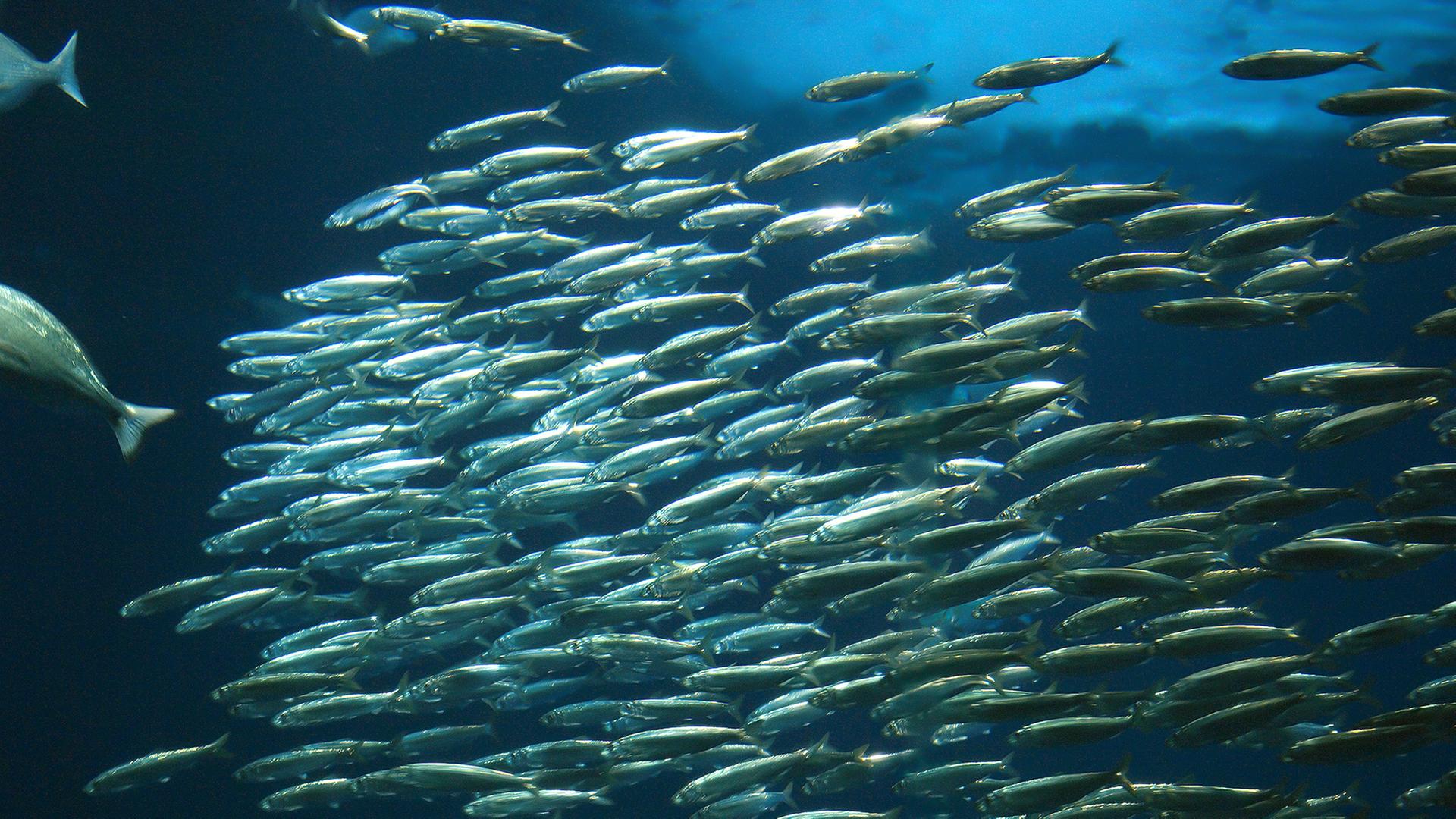 Tag der Fische: Forscher fordern mehr künstliche Riffe in der Ostsee