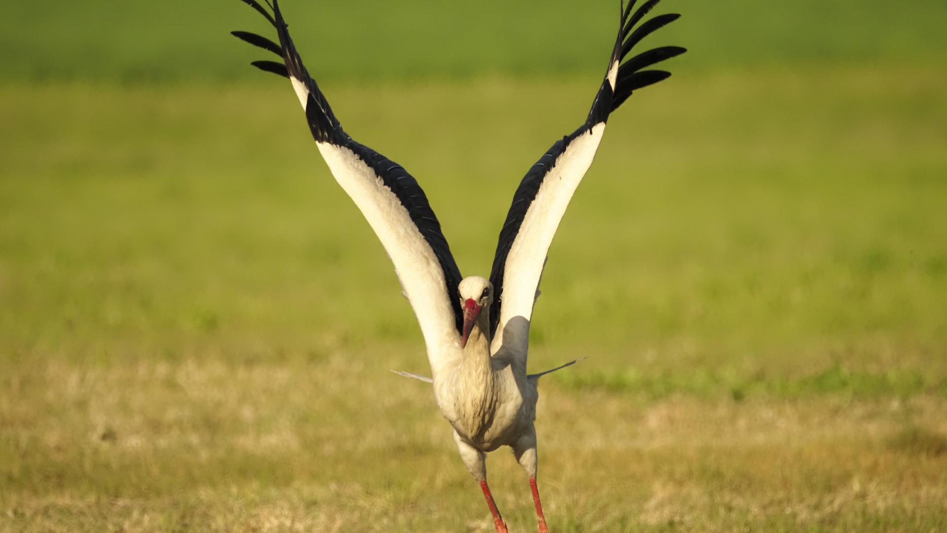 Storch beim Abflug. | NDR, Berit Kellerhoff aus Stralsund