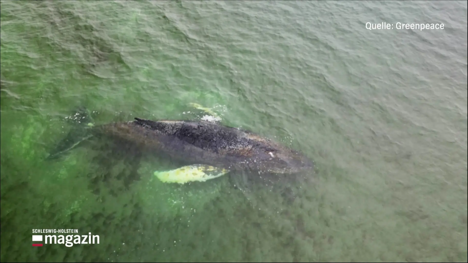 In der Ostsee verirrter Buckelwal kommt einfach nicht voran