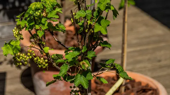 Eine Johannisbeerenpflanze in einem Tontopf.