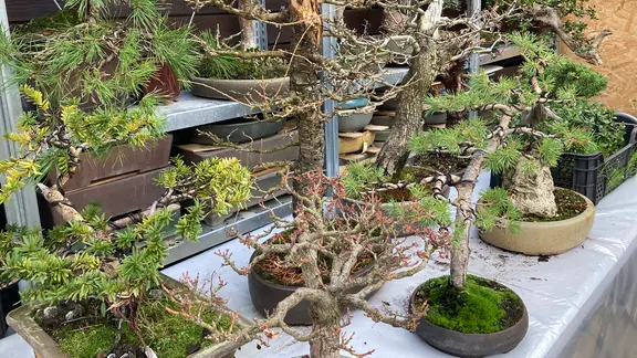 Bonsai: Die Kunst der kleinen Bume | ndr.de