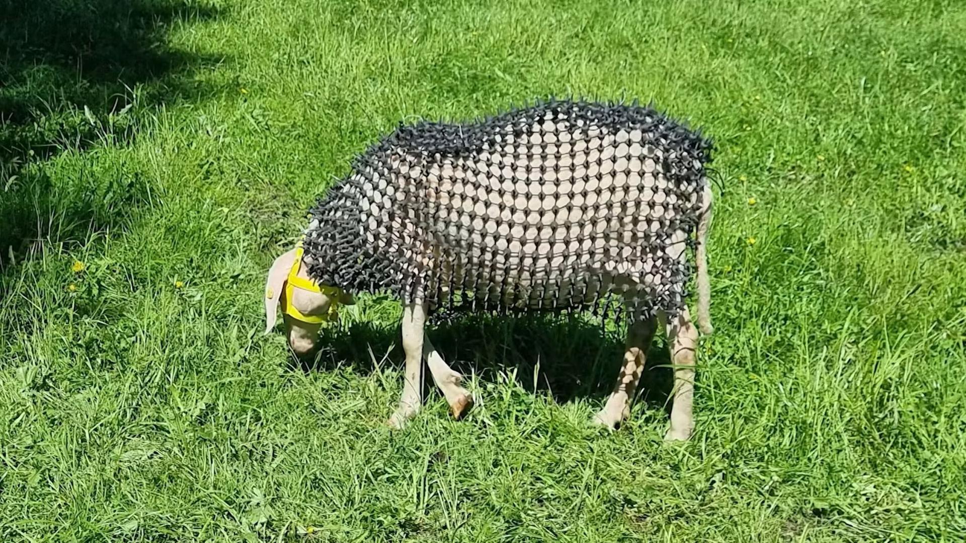 Ein Schaf trägt eine Art Kettenhemd mit Stacheln und grast auf einer Wiese. | LT1 OÖ