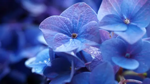 Blaue Blüten einer Hortensie in einer Nahaufnahme. | NDR, Anja Deuble Blaue Blüten einer Hortensie in einer Nahaufnahme.