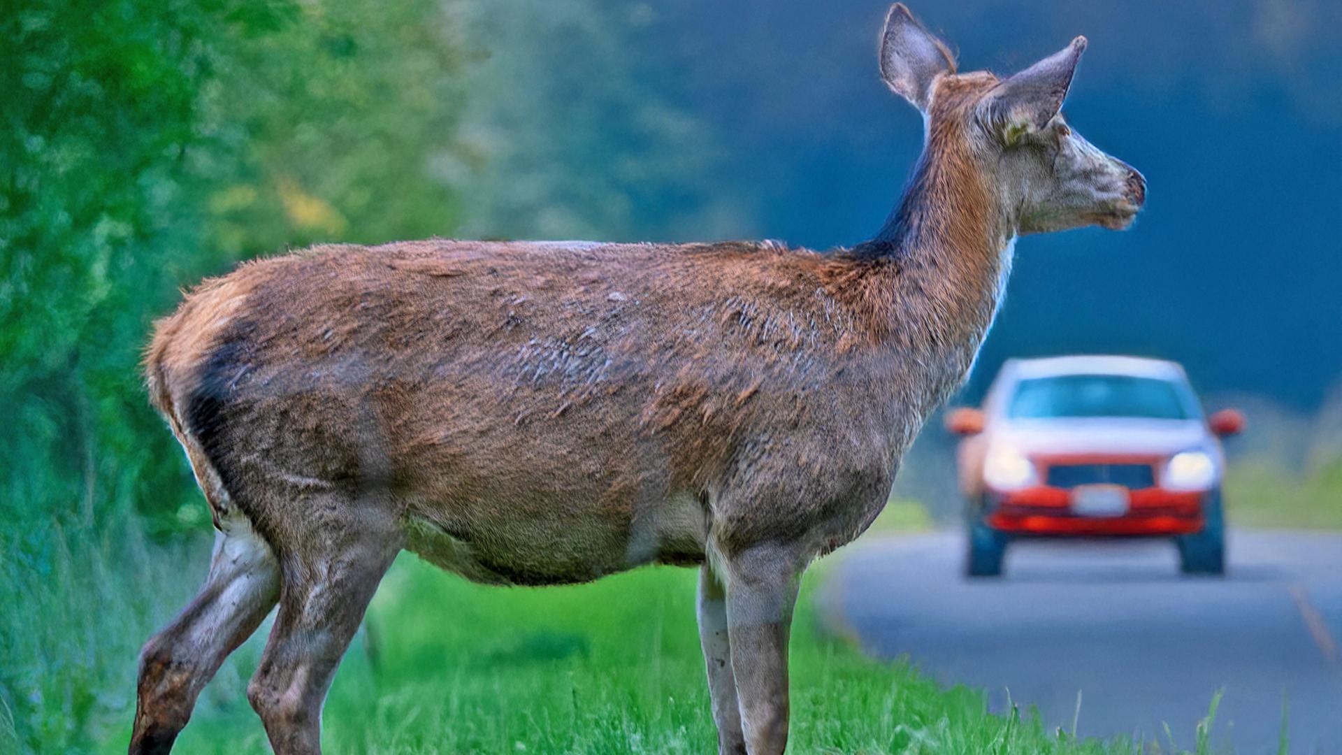 Ein Hirsch steht an einem Straßenrand, im Hintergrund nähert sich ein Auto.  | Colourbox, Udo Herrmann
