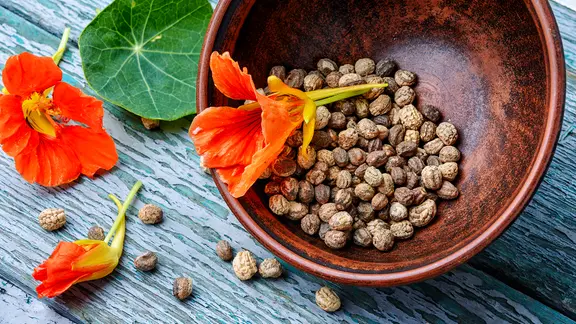 Ein Schälchen mit getrockneten Früchten der Kapuzinerkresse und einige frische Blüten liegen auf einem Tisch.