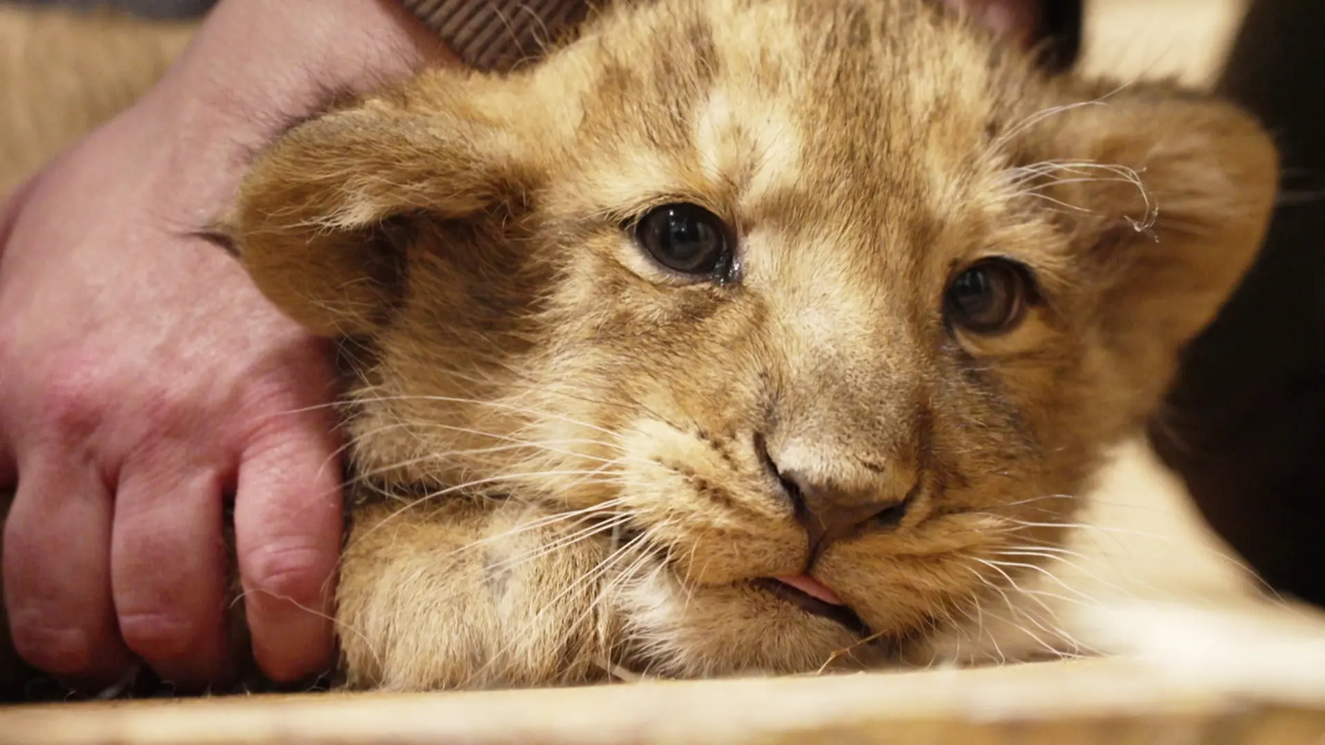 Abstimmung: Namen für Löwennachwuchs im Zoo Schwerin gesucht