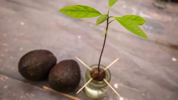 Avocado-Pflanze aus einem Kern ziehen | ndr.de
