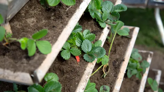 Pflanzen in verschiedenen Etagen einer Erdbeerpyramide