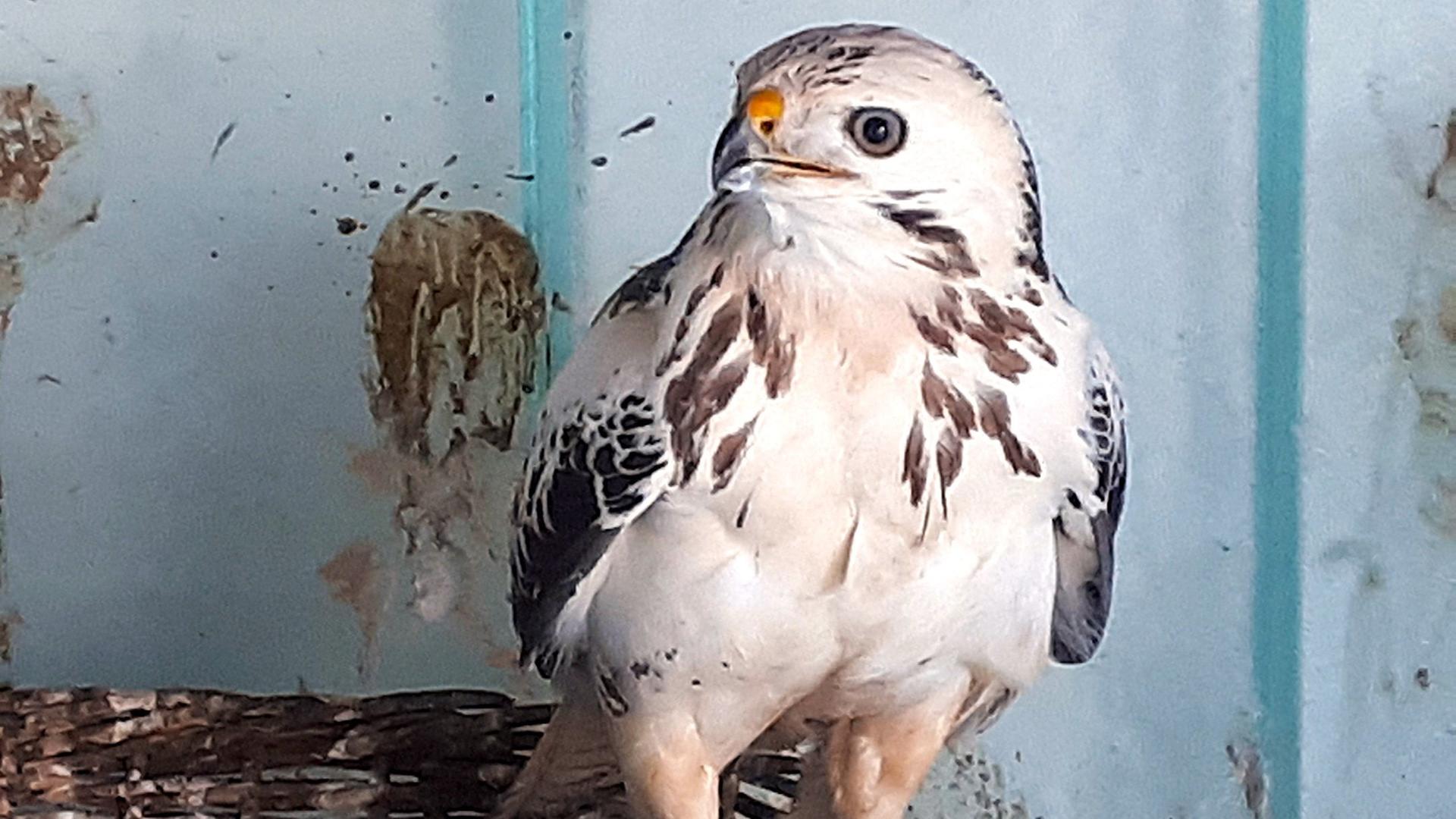 Ein Mäusebussard sitzt in einem Käfig. | Tierpark Greifswald / Frank Tetzlaff