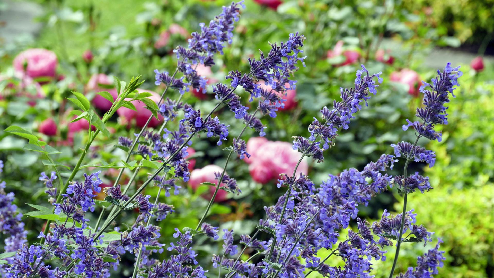 Rosenbegleiter: Diese Pflanzen passen im Beet zu Rosen