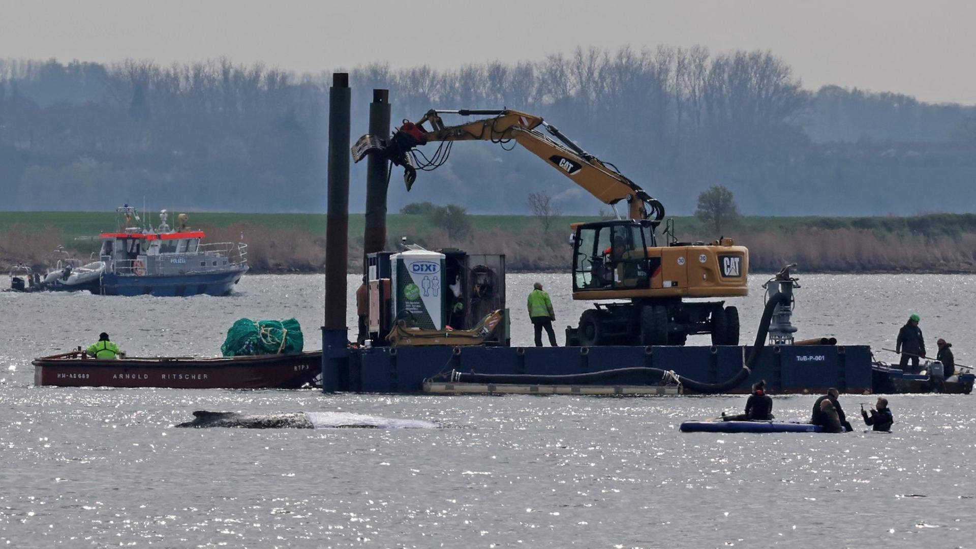 Noch liegt der Buckelwal vor der Insel Poel fest.  | Bernd Wüstneck/dpa