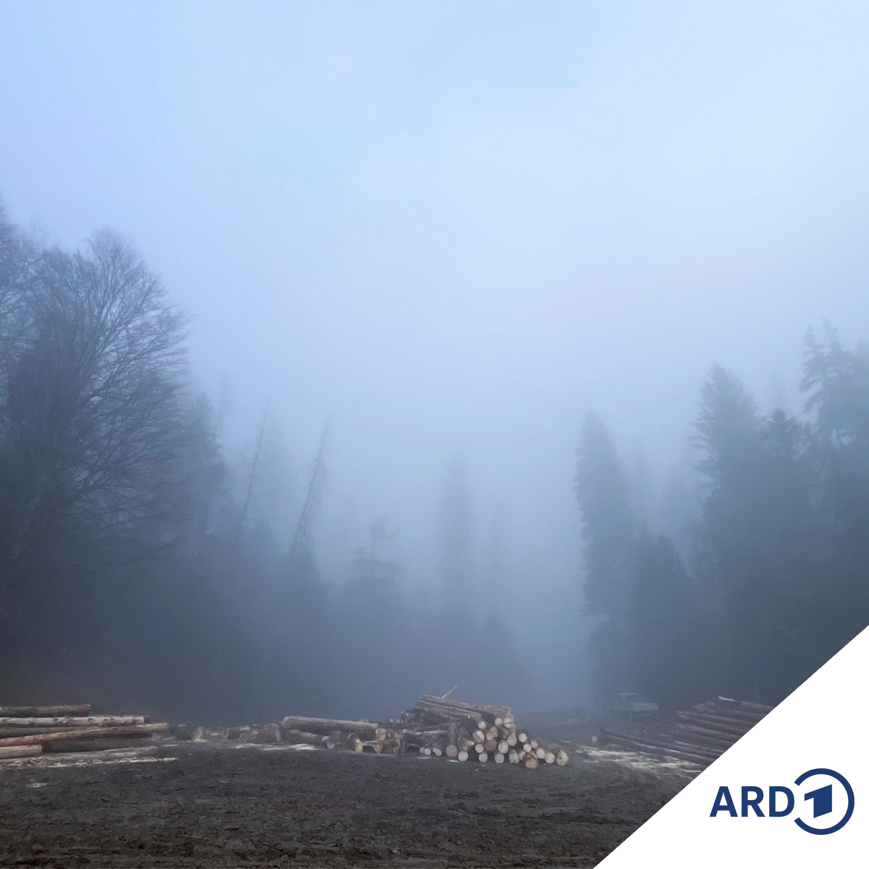 Organisiertes Verbrechen - Recherchen im Verborgenen