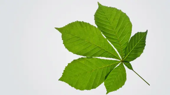 Die Rosskastanie (Aesculus hippocastanum) | ndr.de