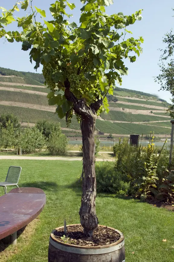 Eine Weinrebe wächst in einem Weinfass