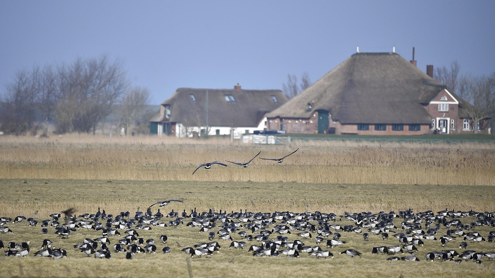 Ärger mit Gänsen in SH: Was Landwirte und Jäger fordern