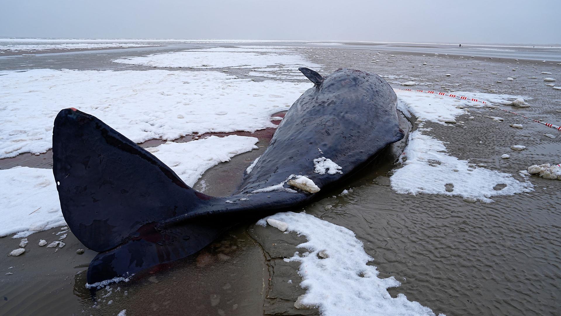 Sechs Pottwale stranden und verenden vor Dänemark