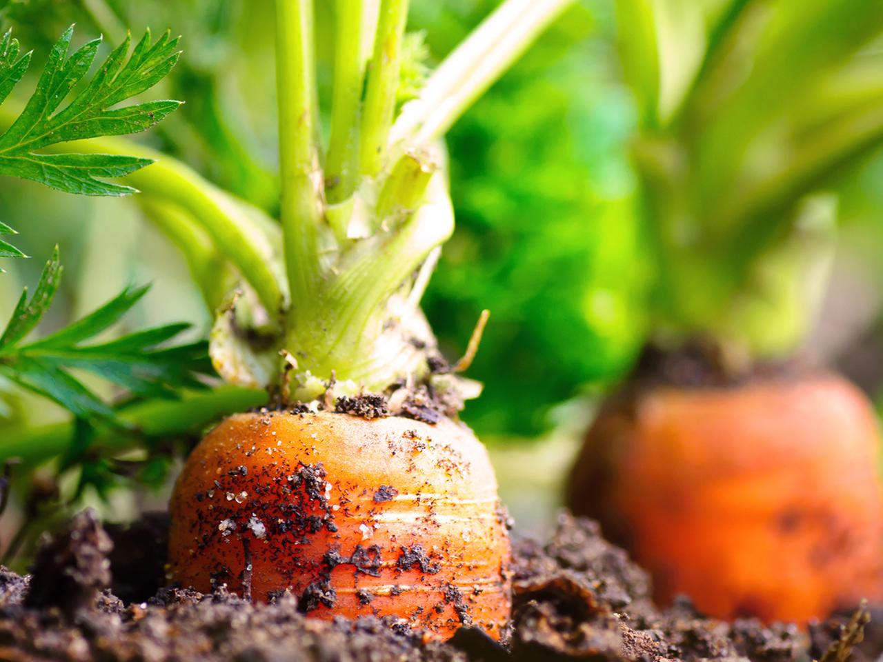 Start fr die Gartensaison: Pflanzzeit beginnt