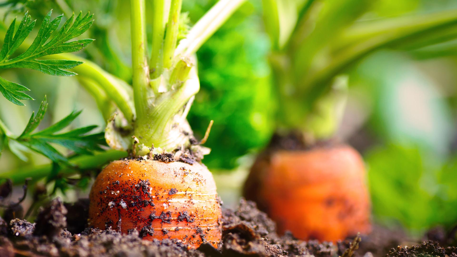 Start fr die Gartensaison: Pflanzzeit beginnt