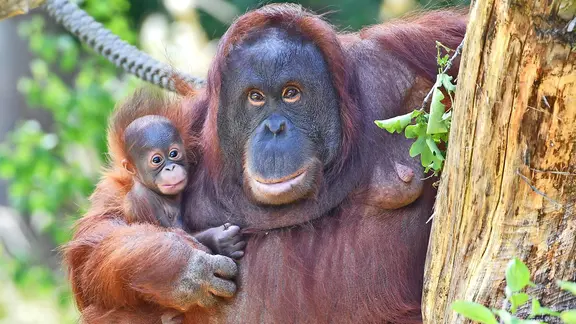 Im Darwineum leben mehrere Affenarten, darunter auch Orang-Utans. | Zoo Rostock, Kloock Die Orang Utans Mayang und Miri im Rostocker Zoo.
