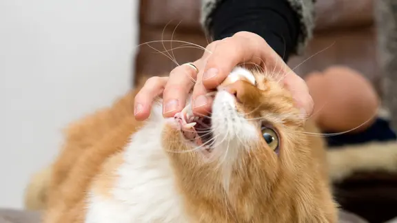 Eine Frau hält ihren Finger in das Maul einer Katze, die ihre spitzen Zähne zeigt.
