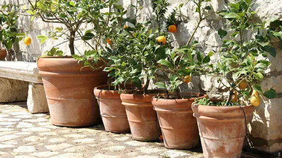 Im Frühling müssen sich Zitrusgewächse nach und nach an die Bedingungen im Freien gewöhnen. | picture alliance, Lars Halbauer Zitronenbäumchen in Töpfen