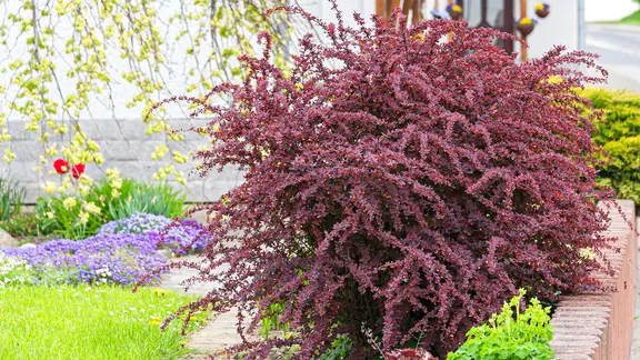 Berberitze: Schne Heckenpflanze mit farbenfrohen Beeren | ndr.de