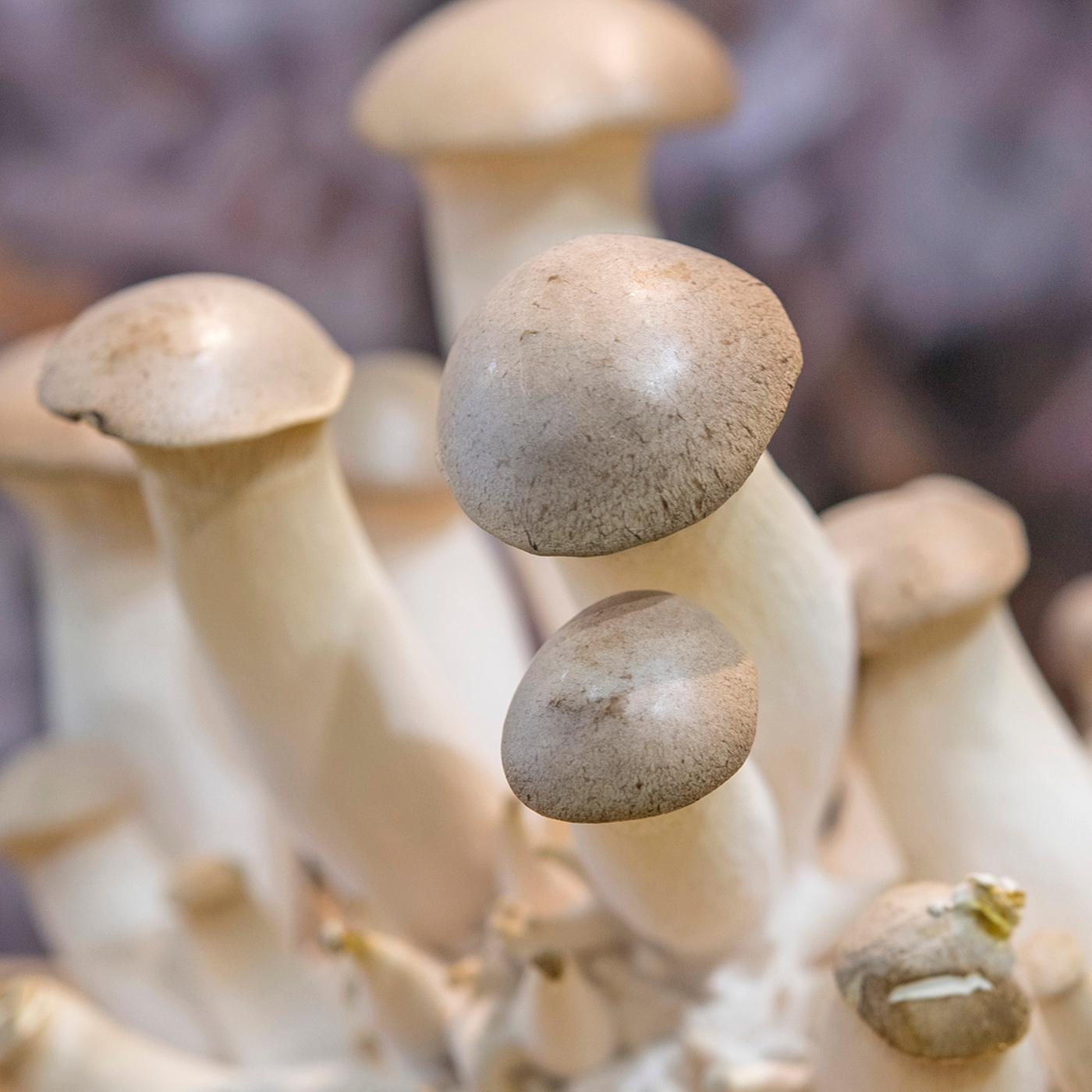Pilze zchten: Shiitake, Austernpilz und Co im Garten anbauen | ndr.de