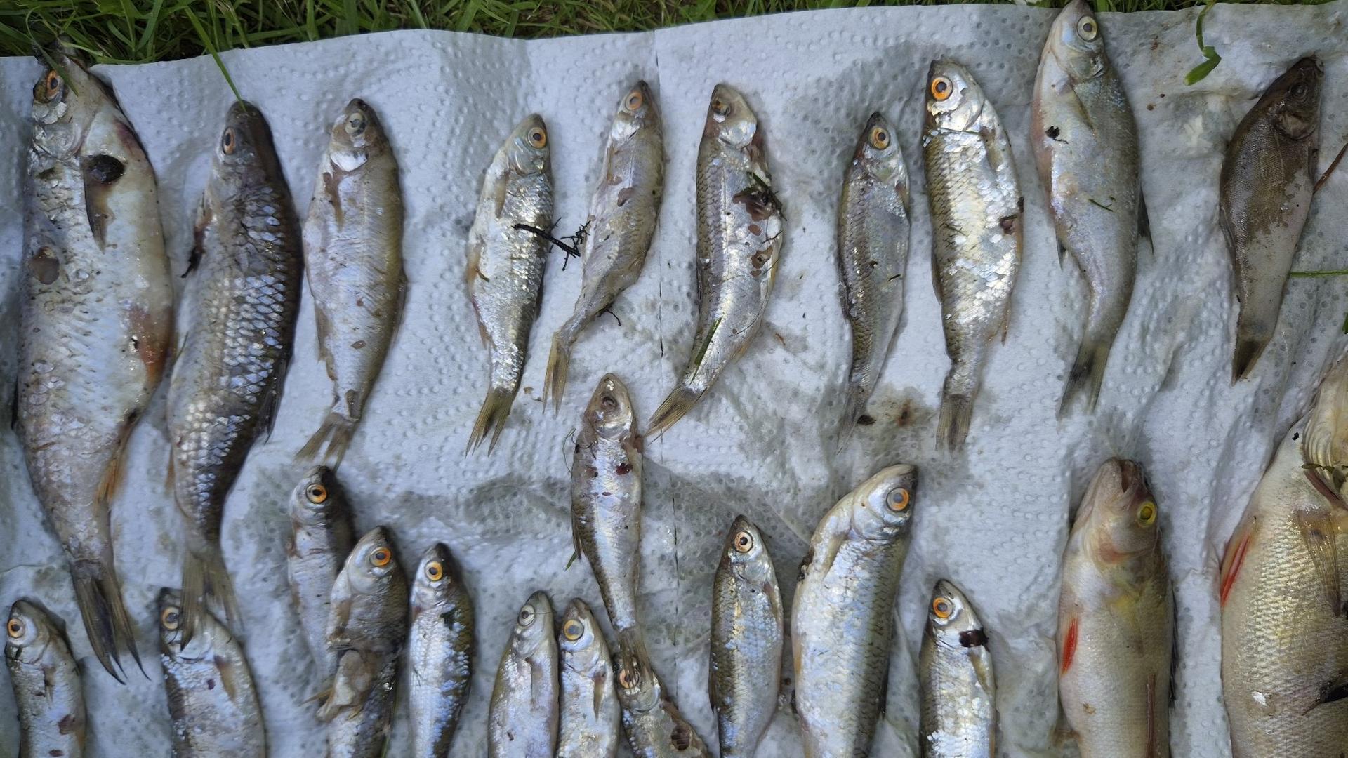 Tote Fische liegen aufgereiht auf einem Tuch.  | Markus Wagner ASV Rollshausen