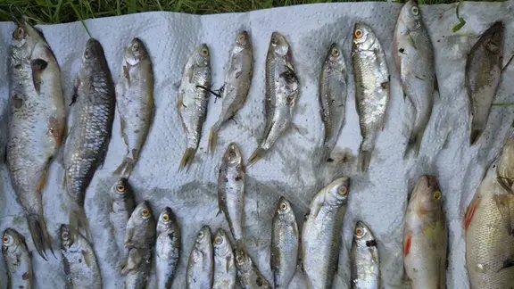 Tote Fische liegen aufgereiht auf einem Tuch. 