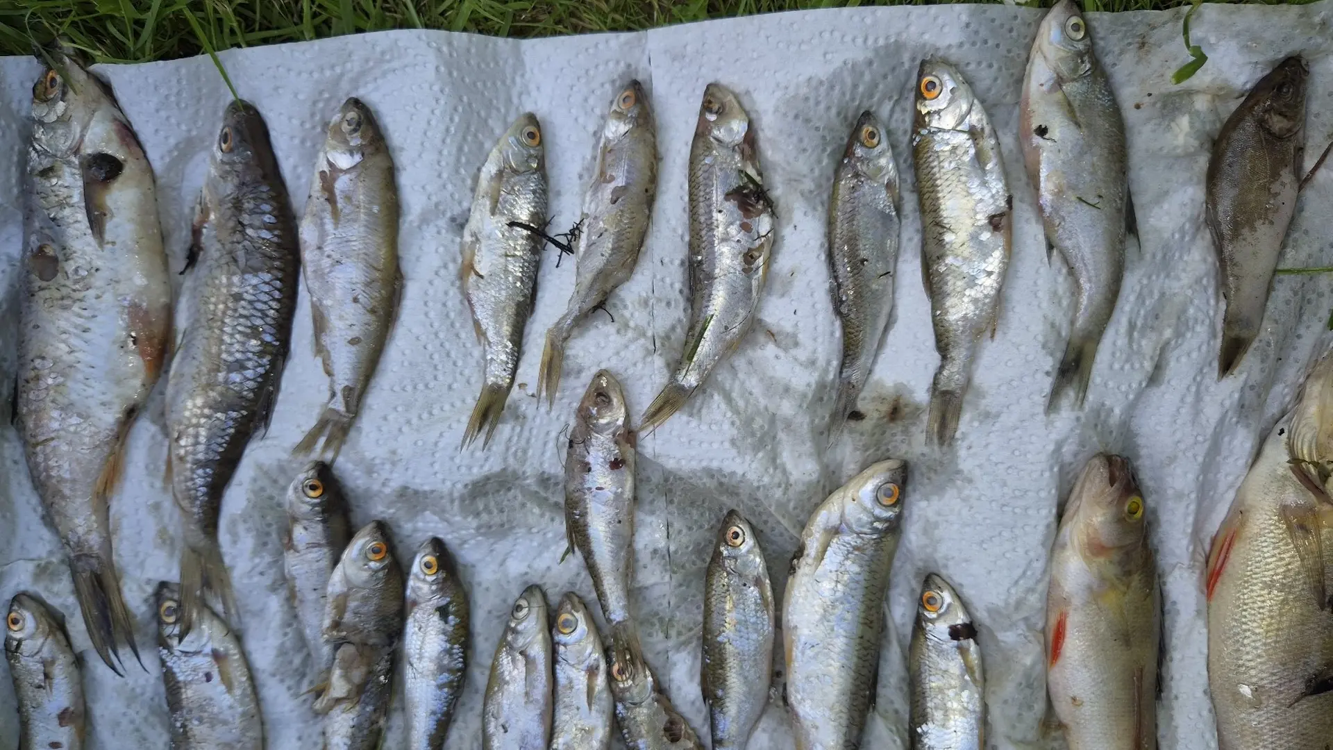 Tausende tote Fische: Flssigdnger verseucht Fluss bei Duderstadt | ndr.de