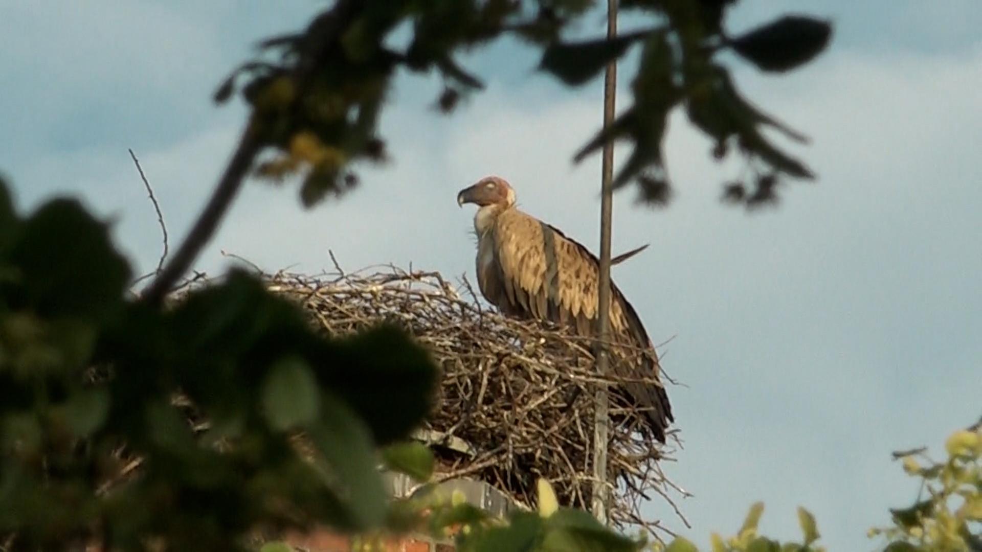 Ein Gänsegeier sitzt in Algermissen in einem Storchennest. | TeleNewsNetwork