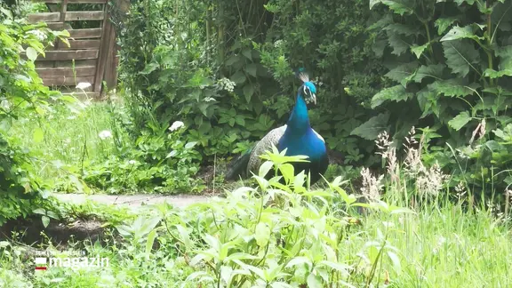 Ein Pfau in einer Kleingartenanlage in Norderstedt.