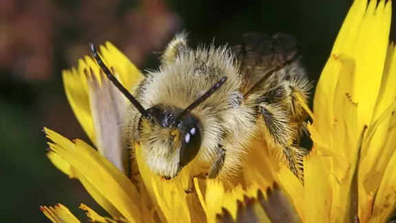 Eine Biene sitzt auf einer Blume.