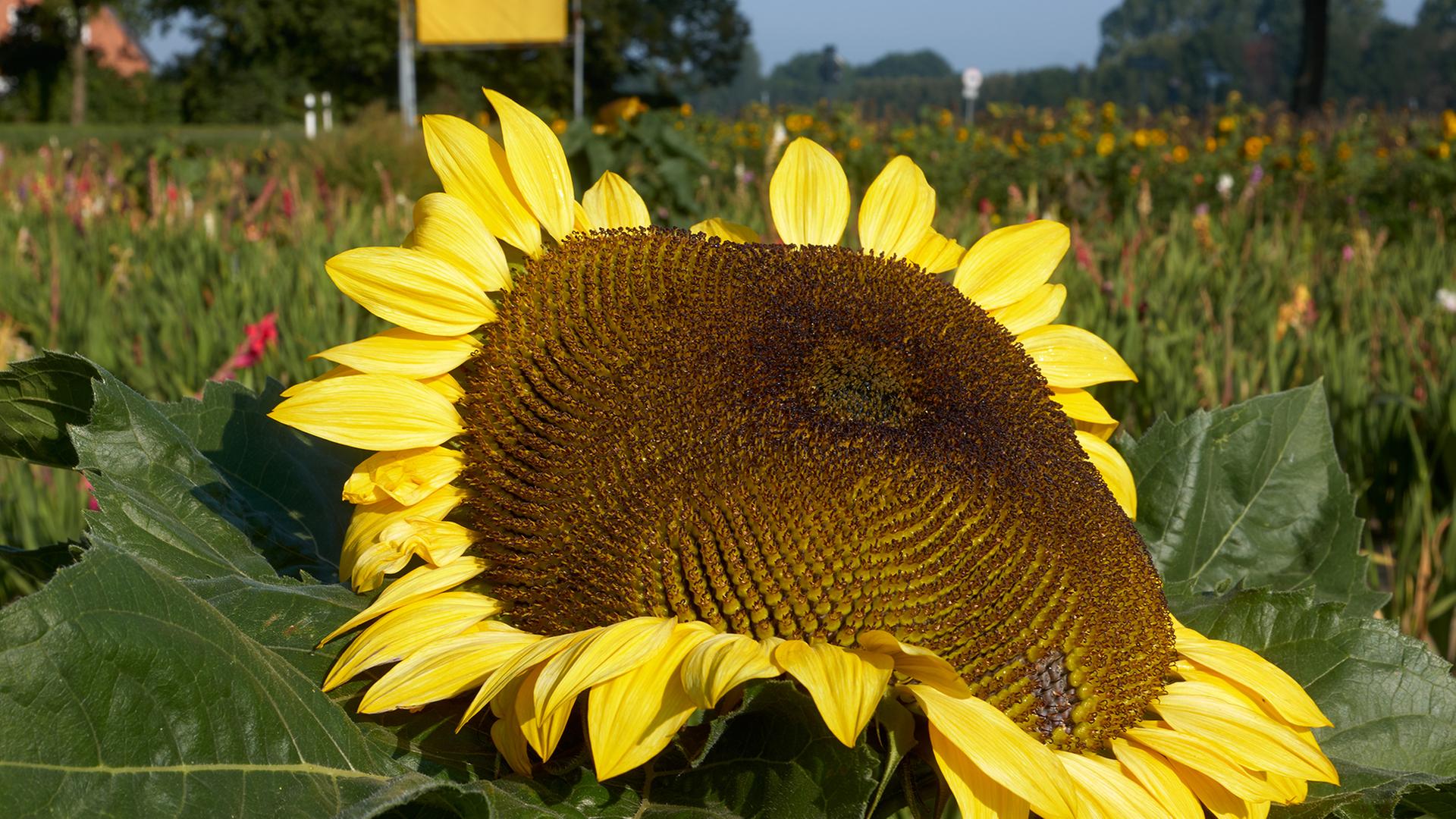 Ein Bild der Fotografin Heidi Specker zeigt eine Sonnenblume auf einem Feld. | VG Bild-Kunst, Bonn 2021, Heidi Specker