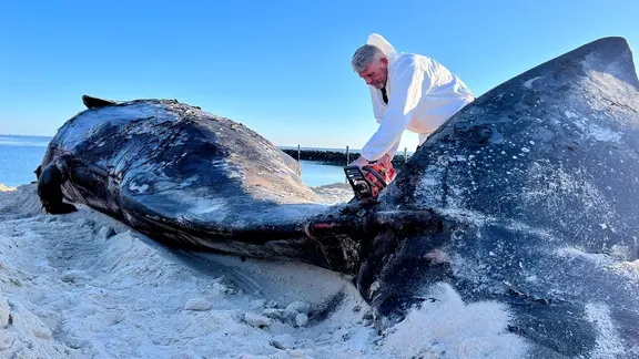 Hörnum: Timo Arp, Schlachter aus Jagel, zerlegt mit einer Motorsäge den Pottwal-Kadaver am Strand.