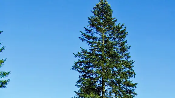 Die Weißtanne (Abies alba)